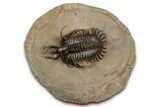 Short-Fork Walliserops Hammi Trilobite - Top Quality Example #344468-3